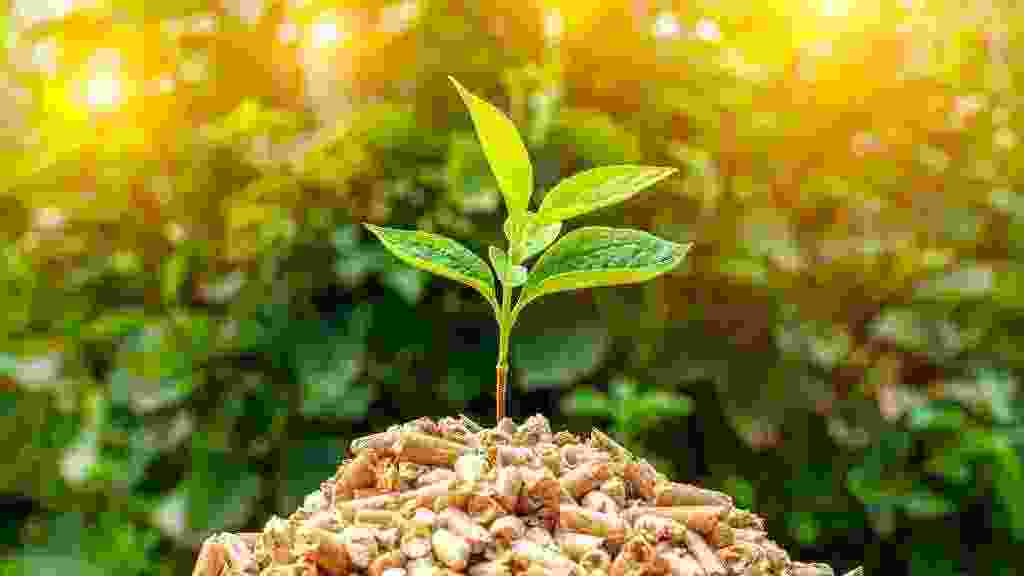 Small,Pile,Of,Wood,Pellets,With,On,Top,Of,Green