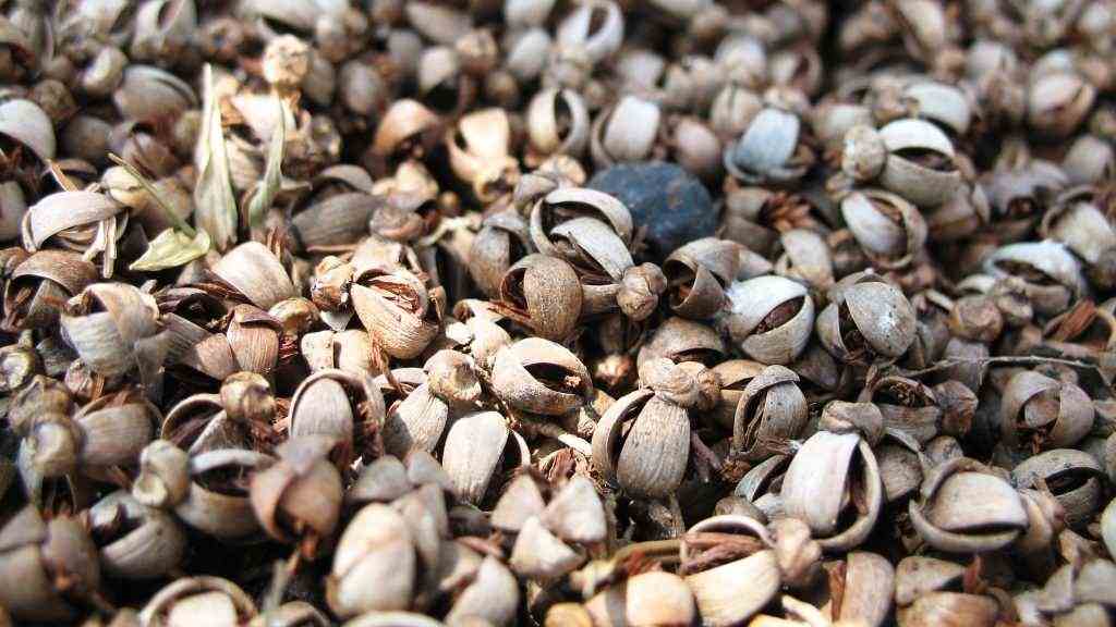 Dried,Seeds/kernels,From,A,Palm,Tree