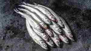 Raw,Fresh,Capelin,Fish.,Black,Background.,Top,View.