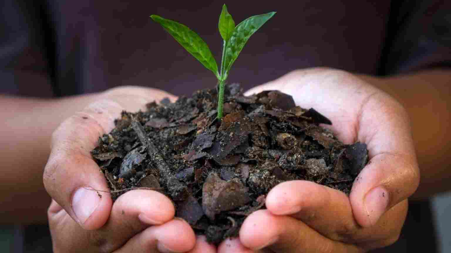 45644652 - hands holding young plant.