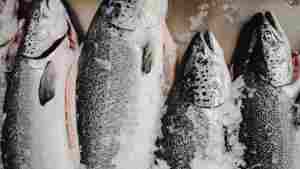 salmon